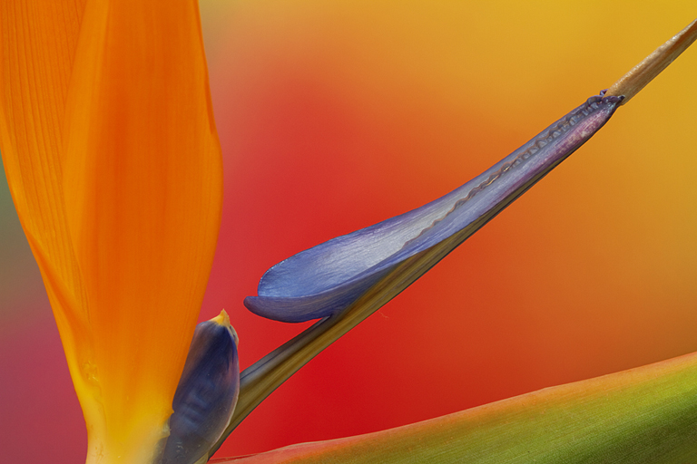 2011-2012 Thelma Locke Flower Slide of the Year: Pat Starr – “Bird of Paradise”