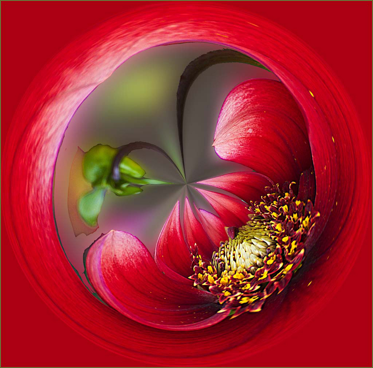 2012-2013 Thelma Locke Flower Slide of the Year: Roland Smith – “Red Single Bloom”