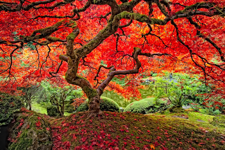 "The Tree" by Lee Moore, taken at the Portland Japanese Garden