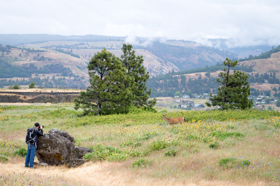 At the Tom McCall Preserve in the Columbia Gorge