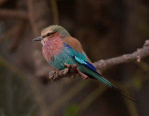 Ross Kaplan - Lilac-Breasted Roller