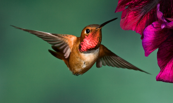 Ross Kaplan - Rufous Hummingbird