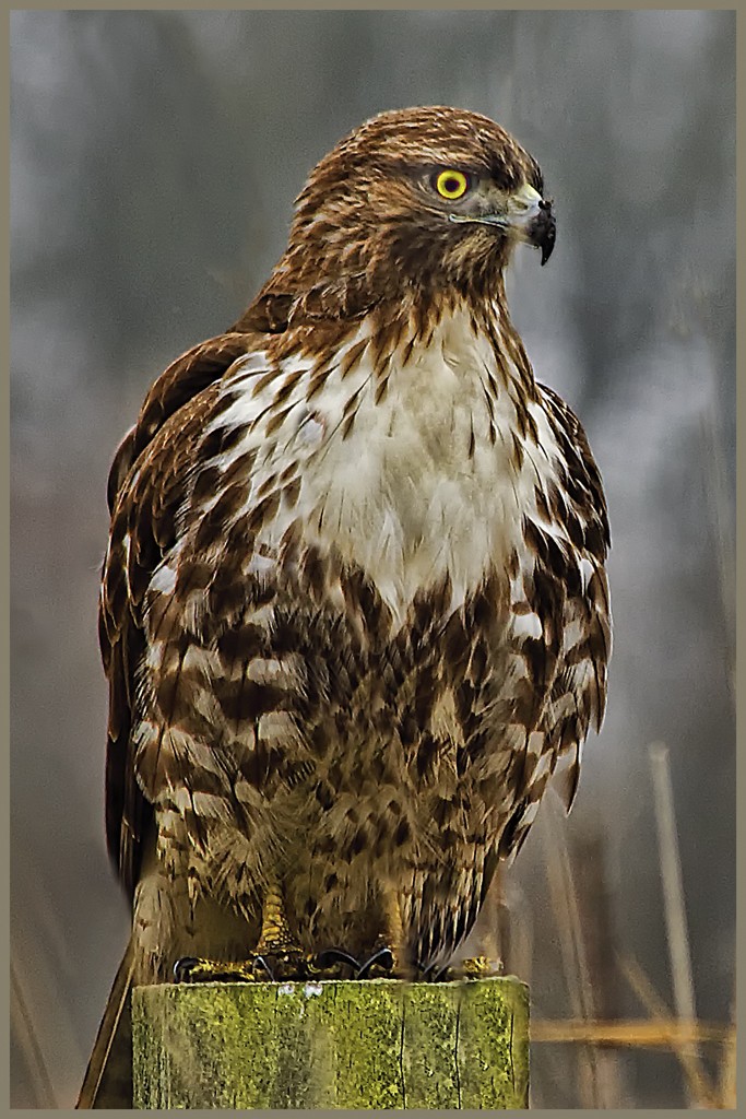 'Red Tail Hawk' by David Roy