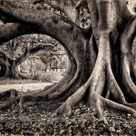 "Australian Ficus" - Copyright Ross Kaplan