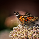 "Painted Lady Vanessa Cardui On White Onion Flower" - Copyright Britta Heise