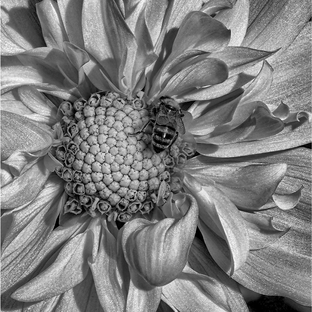 Second Place: "Dahlia Plus Bee" Copyright Susan Sheets
